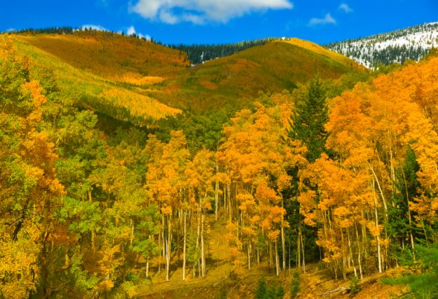 New Mexico Fall Foliage