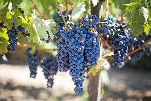 New Mexico wine region