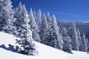 Snowy-Mountain-Forest-In-Winter-Sunshine